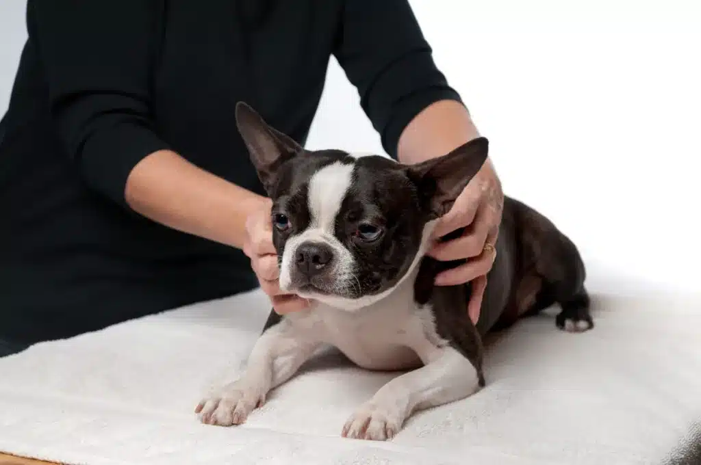 aacc-chiropractic-1024x680 dog-chiropractic
